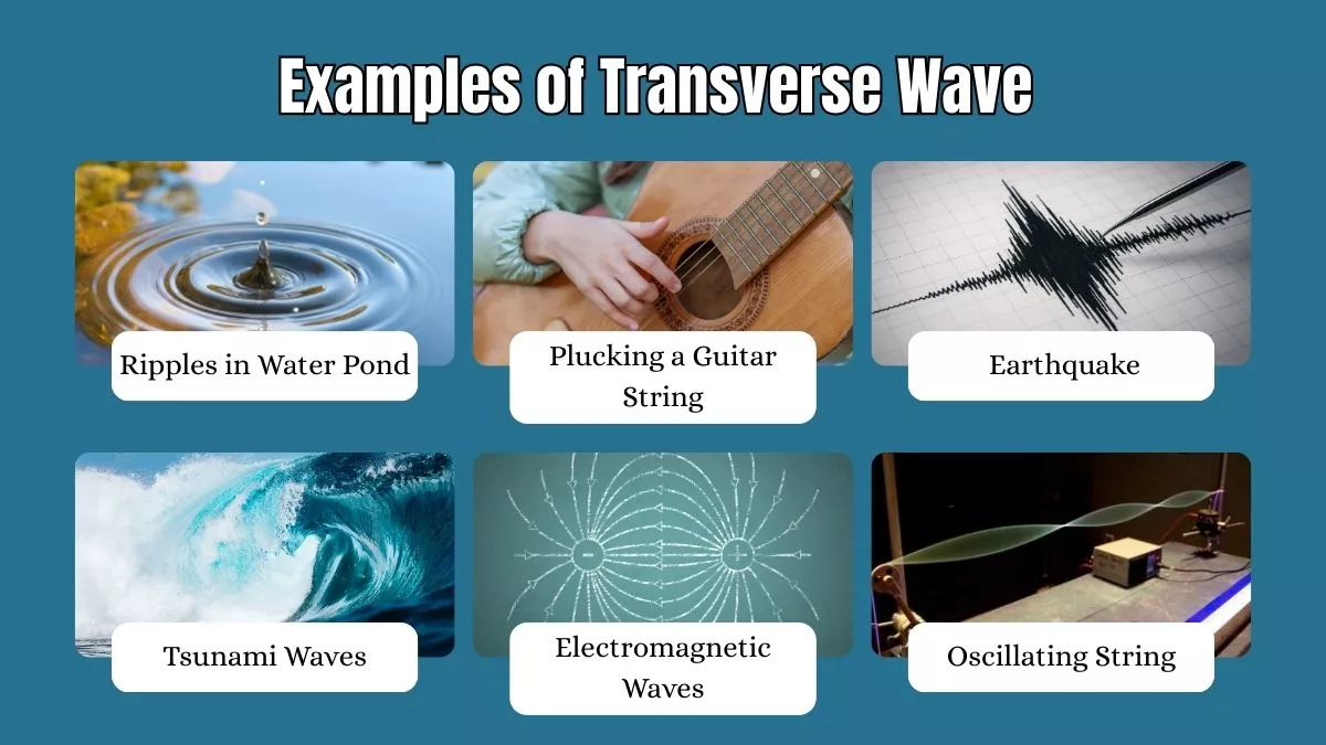 Examples of Transverse Wave