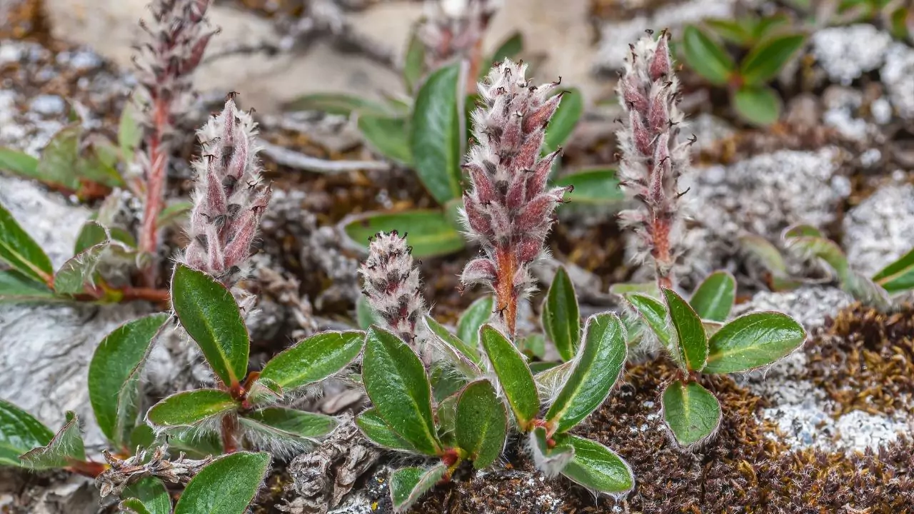 Tundra Plants