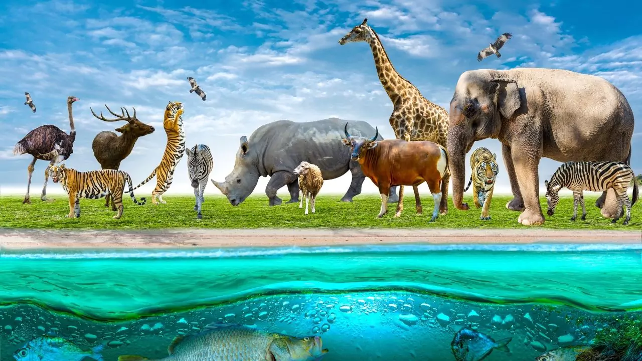 What is Fauna